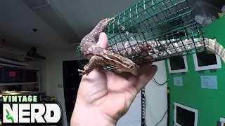 T Positive Albino Water Monitors AsBabies