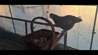 Curiosity or Wannabe Egg Thief 