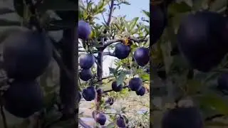 Black Diamond Apple 🥰😍#freshfruit #shortvideo #subscribe #channynila #best #blackapple