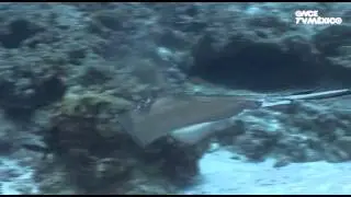 Entre Mares - Cozumel, Pez León (22/03/2012)