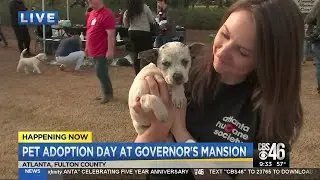 Pet Adoption Day in Georgia