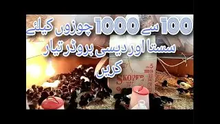 chicks brooder banain | how to make brooder design by mr australorp farming #chickbroder #brooder
