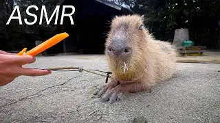 動物たちのおしゃべりと咀嚼音を録りました | ASMR Zoo Tour | Capybara eat carrot