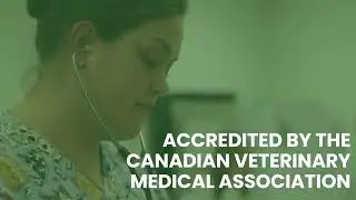 Veterinary Technician