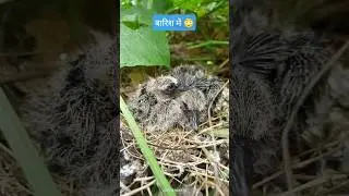 बारिश में ये और इसकी मां #dhsg su #home