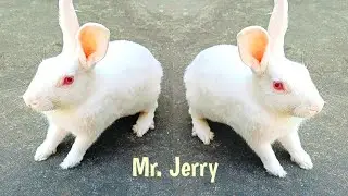 Rabbit play time/ Mr. Jerry/ Bunny 