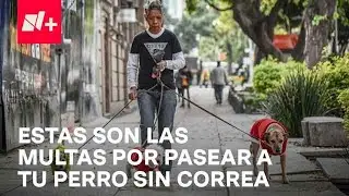 Multas en CDMX por pasear a tu perro sin correa - Despierta