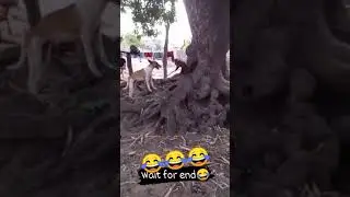 Dog vs Monkey🐒😅😅🐕 #shorts #funny #dog #monkey #fight #comedy #comedyvideo #FunTown