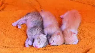 They are sleeping well together the newborn baby kittens after milk 