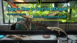 Basic Equipment Needed for Bearded Dragon Setup🦎  (Bearded Dragon Care Guide for Beginners. Ep. 1)