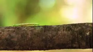 Geometer moth larva, aka an inchworm