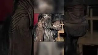 The Strangest Goats on Earth &ndash; Meet the Damascus Goats!