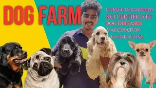 DOG FARM | UNIQUE FOREIGN BREEDS | DETAILED EXPLANATION ABOUT VACCINE - KCI CERTIFICATE - FOOD