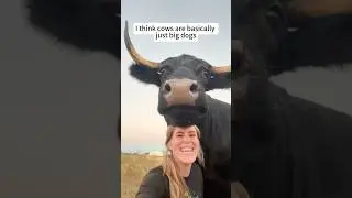 A dog-like cow🥰#animals #funny #foryou #cute #cow #fun #fypシ