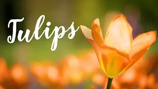 Plant of the Moment - Tulips | Hampton Court Palace Gardens