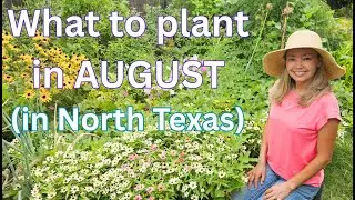 What to plant in AUGUST (in North Texas) (flowers and vegetables)