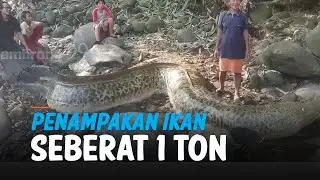Geger Warga Tangkap Ikan Seberat 1 Ton, Ternyata... - Liputan6.com