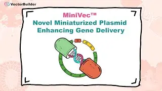 miniVec™ - Novel Miniaturized Plasmid Enhancing Gene Delivery