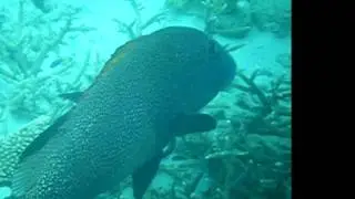 Giant sweetlips - Plectorhinchus obscurus