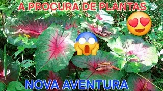 New season of searching for caladium @destacar_ #amazing #plants #tropical #garden #brazil #love