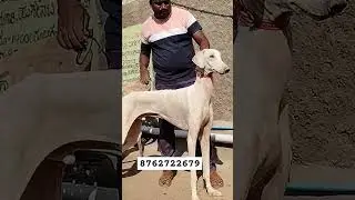 top quality Mudhol hound puppies available location Bagalkot Karnataka transport available