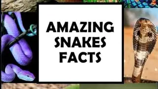ये साँप सच में अविश्वसनीय हैं! #funnfacts #snake #raresnskes #amazingfacts #nature #wildlife #yt 
