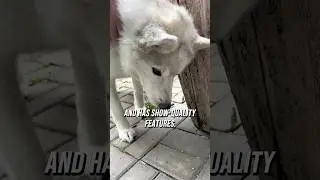 Why Akim Will Never Be a Show Dog 🐾 | Calm but Unique Husky #siberianhusky #huskydog