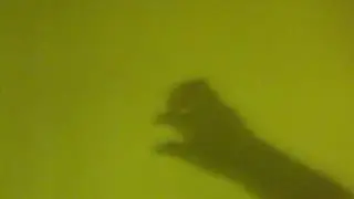 graham byrne  shadow puppet bird