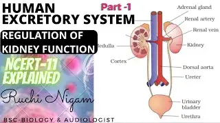 Regulation of Kidney Function | Part 1 | Human Excretory System | NCERT Class 11 | [HINDI]