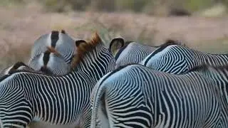 Gr&eacute;vy's zebra (Equus grevyi) group foraging - Samburu NR (Kenya) 9-9-2025