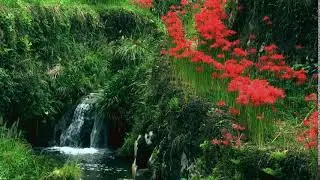 Video Background Stock Footage Free ( Waterfall in the forest, stream in the garden with flowers)