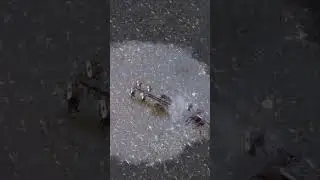 Horse VS Ram PRE-ALPHA Anvil Empires #gaming #funny #anvil #empires #ram #vs #horse #shorts #short