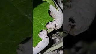 Sericulture feeding to adult larvae #sericulture #adult #larvae #farming #youtubeshorts #shorts