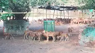 ହରିଣ ଭୁବନେଶ୍ଵର.. Nandan kanan bbsra..