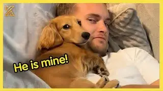 🐶 When Your Dog Falls in Love with Your Boyfriend More Than You 😂 | Funny Animal & Human Moments