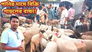 এমন দাম শুনে সবাই হতবাক! পানির দামে বিক্রি হচ্ছে গাড়লের বাচ্চা ও মেড়া! #ram #গাড়ল 