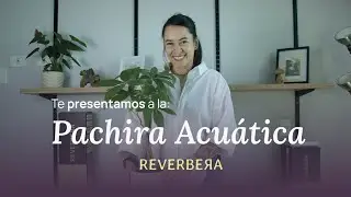 Pachira Acu&aacute;tica (&Aacute;rbol del Dinero)