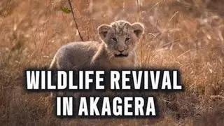 Witness an extraordinary wildlife restoration at Rwanda&rsquo;s Akagera National Park
