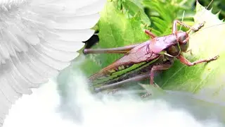 Tettigoniidae / Кузнечики
