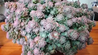 O segredo para ter uma Echeveria Querência assim, + Fantomes e suas cores.