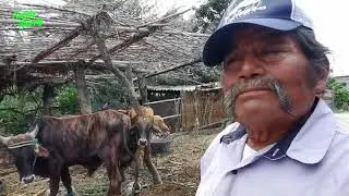 Paisanos conozcan la historia de Doroteo Venegas de San Bernardo Miahuatlán, Oaxaca, México
