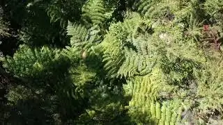 Short film, New Zealand Bush Drone Shots