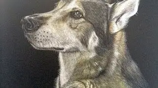 Ein Tierportrait in Pastell