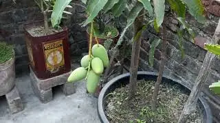 কাটিমন আম গাছের আমের ফলন।( update of katimon mango)#rooftop garden katimon mango plant