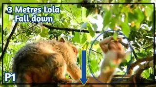 P1-Million Pitiful Lola , 0n minute 4:00 in this Video Lola Falling Down From the Tree, Monkey 168,