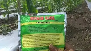 Review HIGH CAL pupuk Calsium tinggi untuk tomat Musim Hujan #petanimuda #proyeklahanbaru#