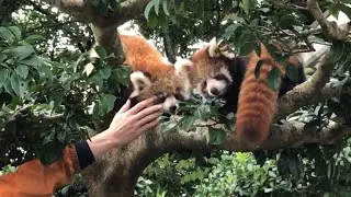 レッサーパンダ　かえでちゃんとカイトくん　撤収作業にてんてこ舞いの飼育員さん　【西山動物園】