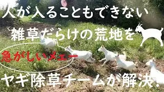 忙しいメェー！！人が入ることもできない雑草だらけの荒地をヤギ除草チームが解決！