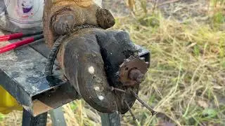 Cleaning hoof trimming Experts Reveal Screw with Wood WAS STUCK IN cow's hoof