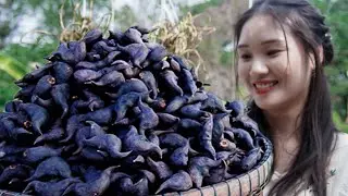Harvest WATER CALTROP | Cooking Dishes From Water Caltrop | Ngat BUI